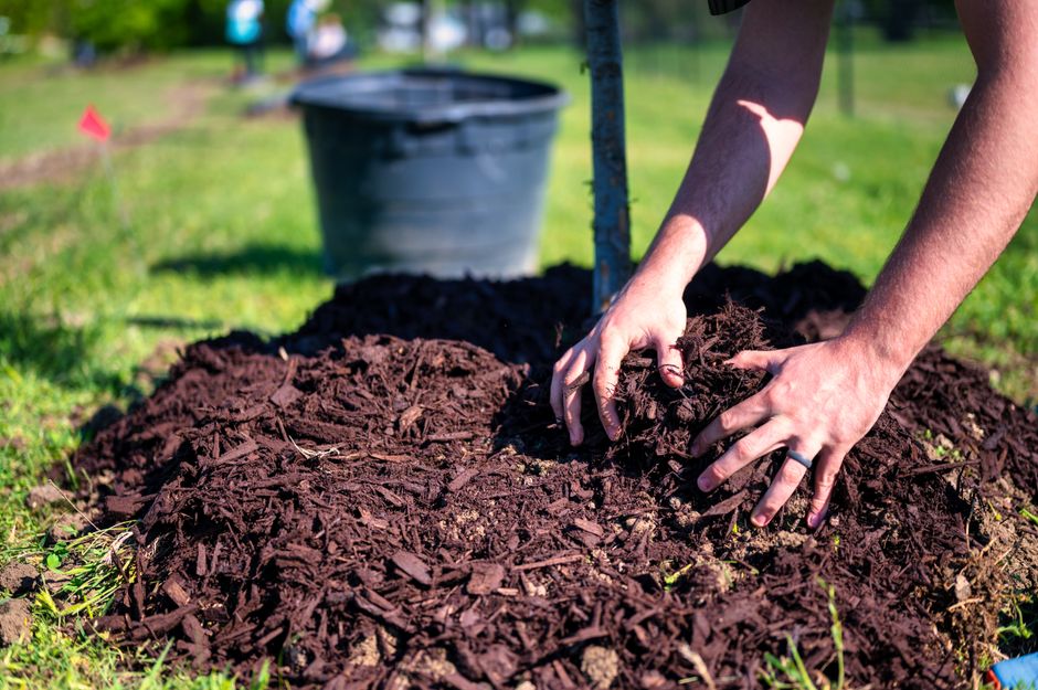 Plantation d'un jeune arbre avec paillage