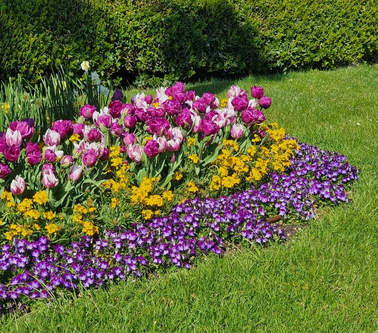 Massif fleuri au printemps